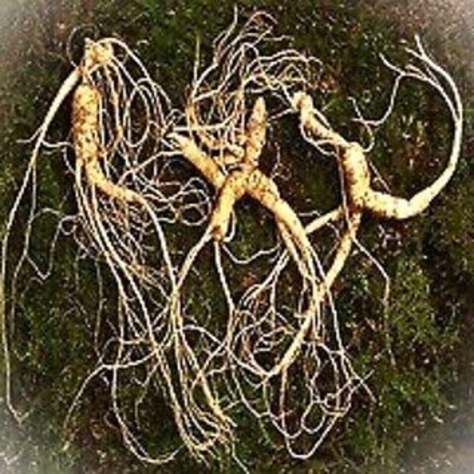 자연산양산삼 장뇌삼 23년근1뿌리+15년근2뿌리 - 메가마트몰